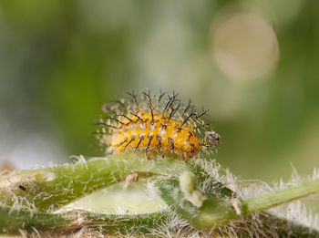 Close-up of insect on flower