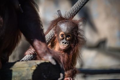 Close-up of monkey