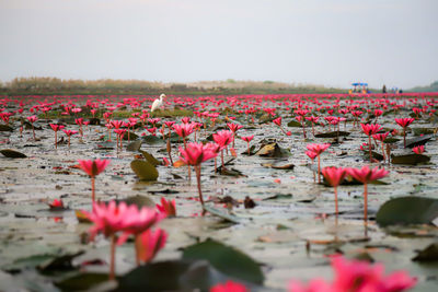 Close-up of pink lotus in a white bird
