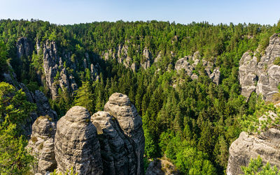Panoramic view of rocks in forest