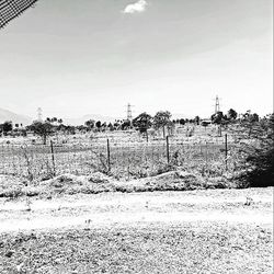 Trees on field against sky