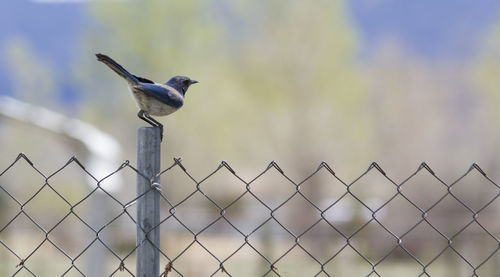 Close-up of bird on chainlink fence