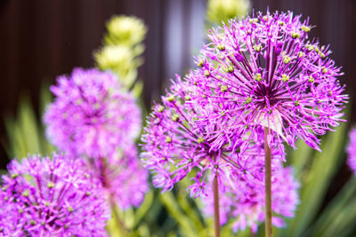 Close-up of purple flowering plants