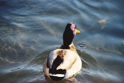 High angle view of duck swimming in lake