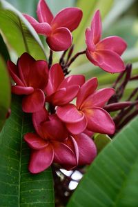 Close-up of pink flowering plant