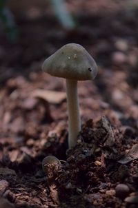 Close-up of mushroom growing outdoors