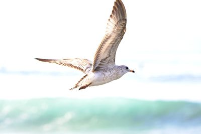 Seagull flying in sky