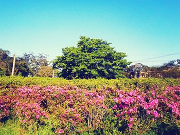 Flowers growing in field against clear blue sky