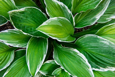 Hosta leaves floral pattern background. lush green hosta foliage top view.