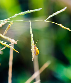 Close-up of insect on plant