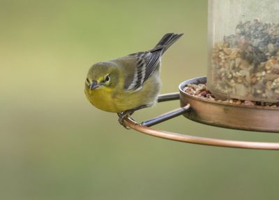 Close-up of bird perching on feeder