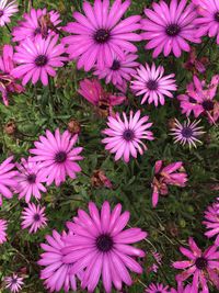 High angle view of osteospermum flowers blooming at park