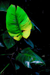 Close-up of leaves