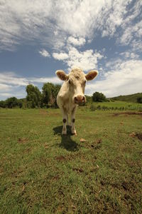 Cow standing on field