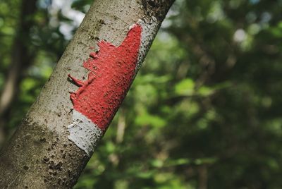 Close-up of tree trunk