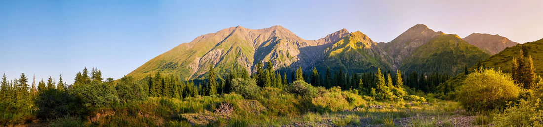 Panoramic view of pine trees against sky