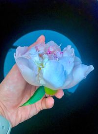 Close-up of hand holding blue flower