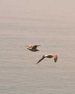 Seagulls flying over lake