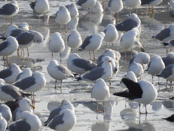 Flock of seagulls on land