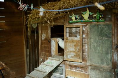 Chicken at farm