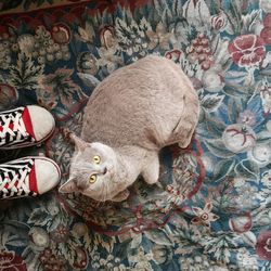 High angle view of cat relaxing on bed