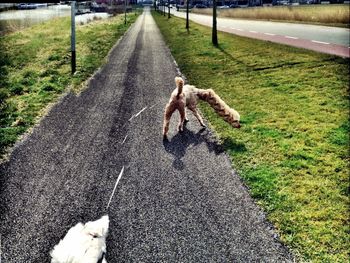 Dog on road