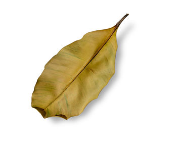 Close-up of yellow leaf on white background