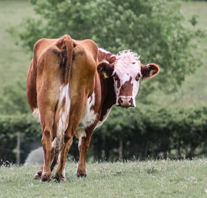 Cow standing in a field