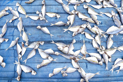 High angle view of fish on wood for drying