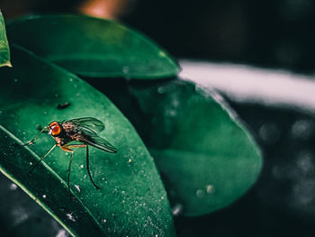 Close-up of fly on leaf