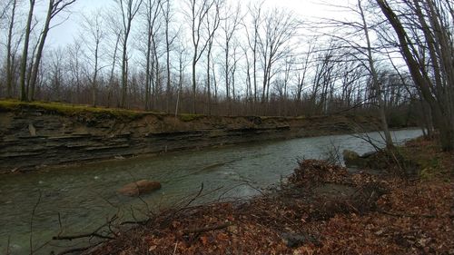 Scenic view of river in forest against sky