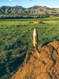 Tree on field against sky
