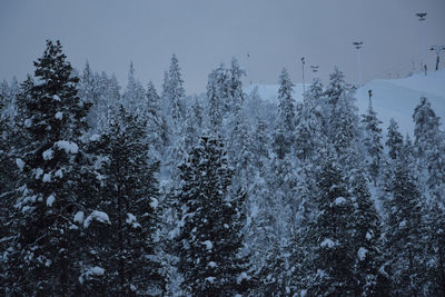 Snow covered pine trees in forest against sky