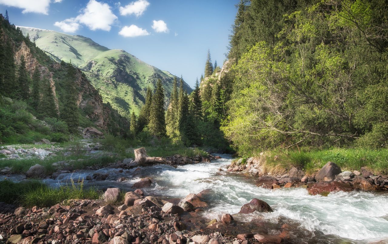 water, scenics, mountain, tranquil scene, beauty in nature, tranquility, tree, stream, nature, sky, rock - object, river, flowing water, forest, green color, flowing, non-urban scene, growth, landscape, idyllic