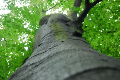 Low angle view of tree