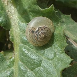 Close-up of snail on leaf