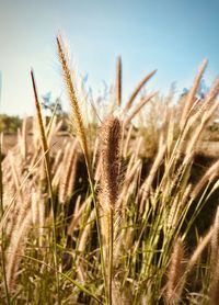 Close-up of stalks in field