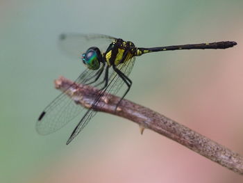 Close-up of dragonfly on twig