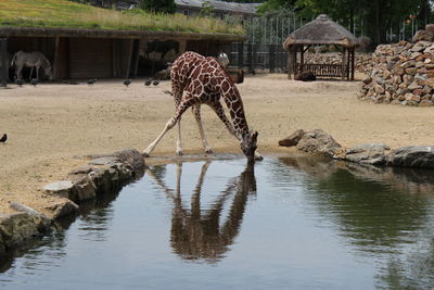 Giraffe drinking water from pond at zoo