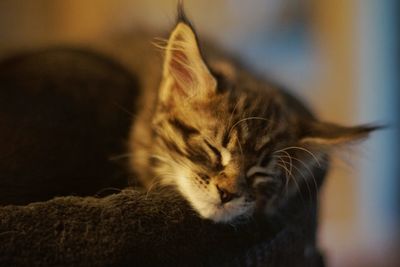 Close-up of cat sleeping on bed