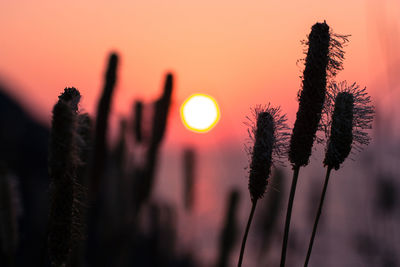 Close-up of fresh flowers against sky during sunset