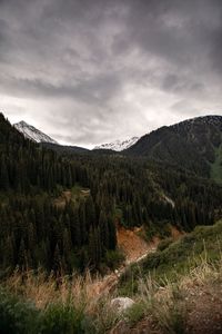 Pine trees in forest against sky