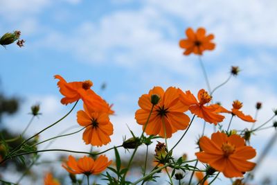 Close-up of orange flowers blooming against sky