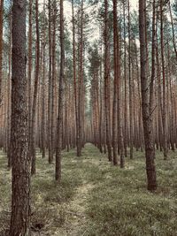 Trees in forest