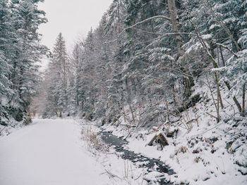 Snow covered trees in forest