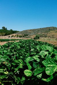 Scenic view of agricultural field against clear blue sky