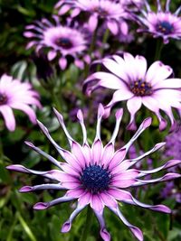 Close-up of purple coneflower blooming outdoors