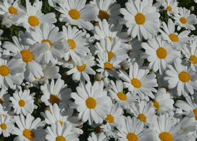 Full frame shot of white daisy flowers