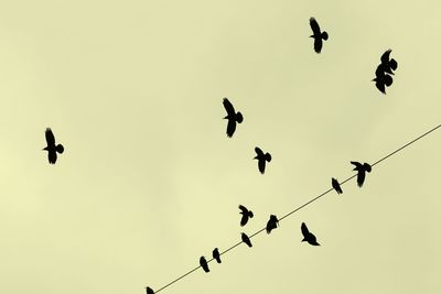 Low angle view of silhouette birds flying against clear sky