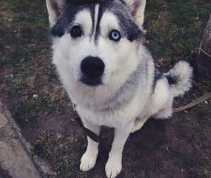 Portrait of dog on field